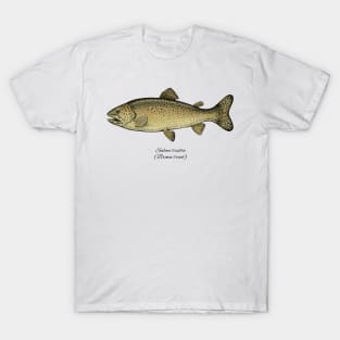 Salmo Trutta T-Shirt